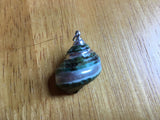 Natural Shell Pendants, Spiral, Cowry, or Conch